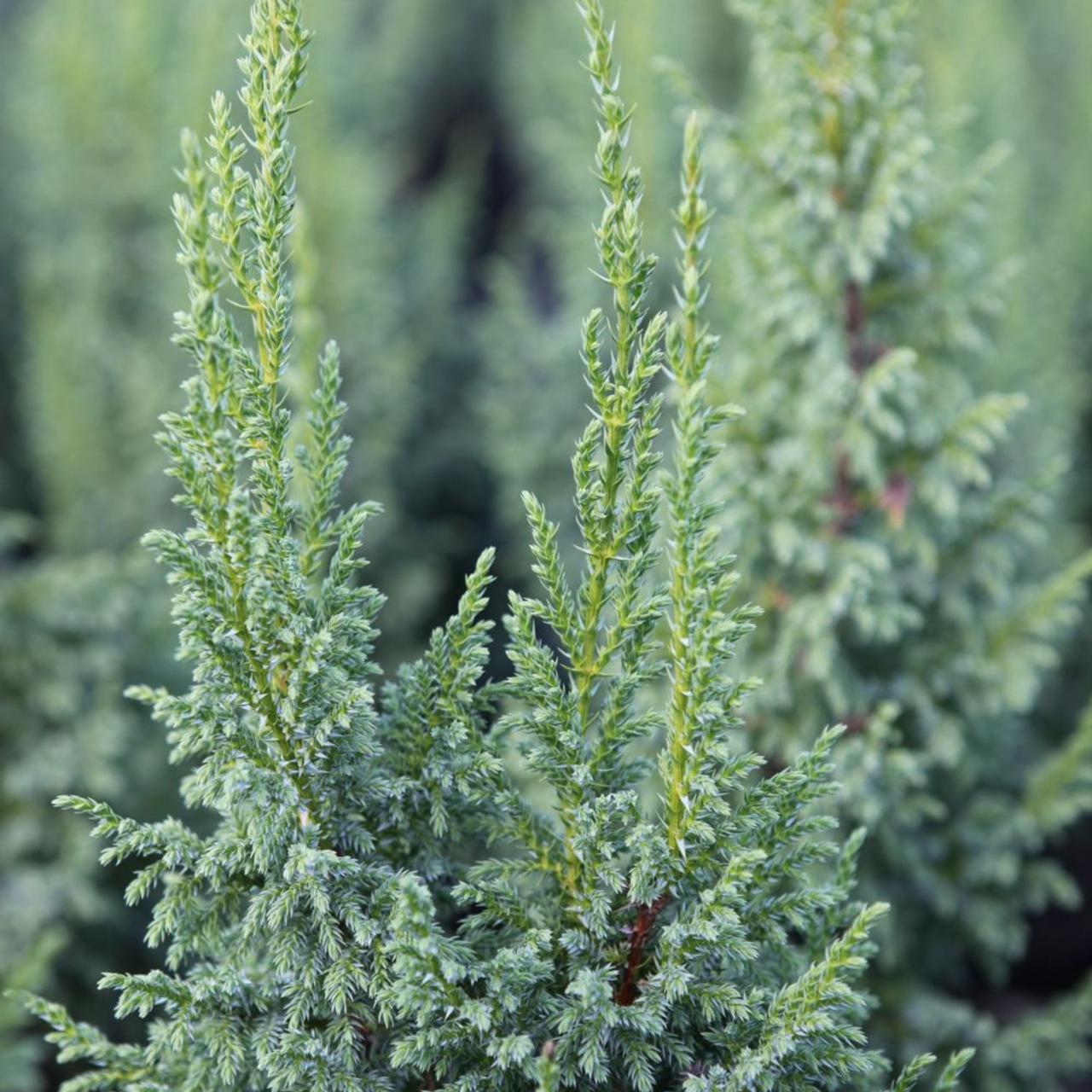 Juniperus squam. 'Loderi' plant