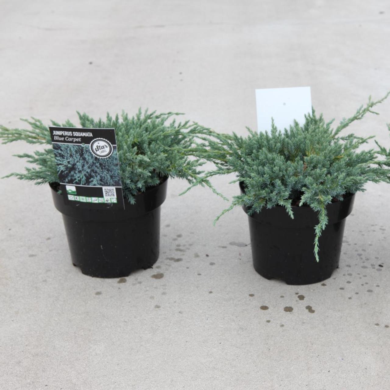 Juniperus squamata 'Blue Carpet' plant