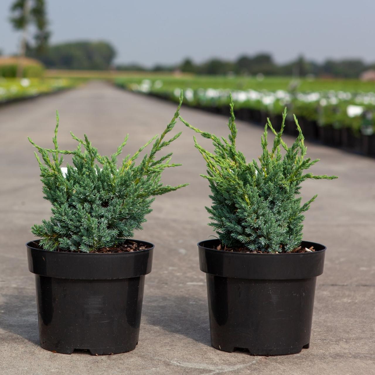 Juniperus squamata 'Blue Compact' plant