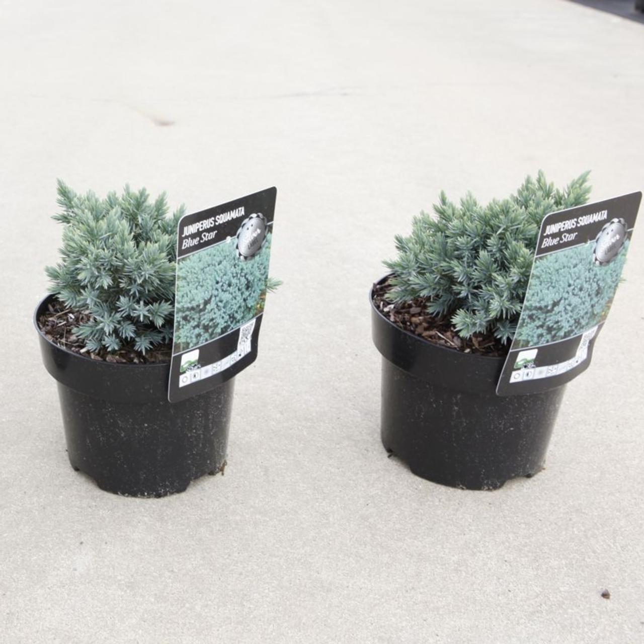 Juniperus squamata 'Blue Star' plant