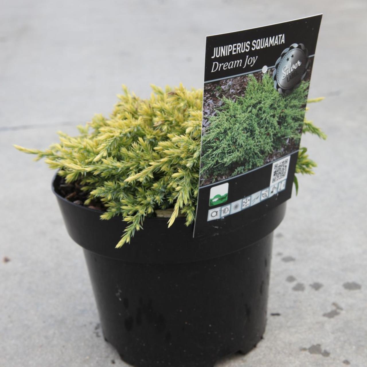 Juniperus squamata 'Dream Joy' plant