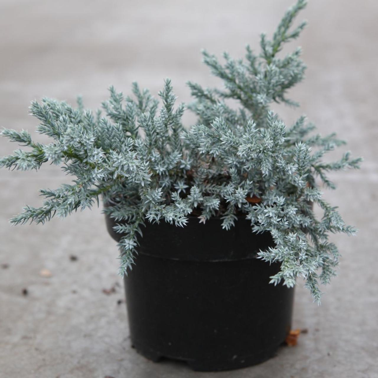 Juniperus squamata 'Tropical Blue' plant