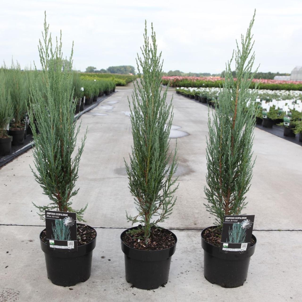 Juniperus scopulorum 'Blue Arrow' plant