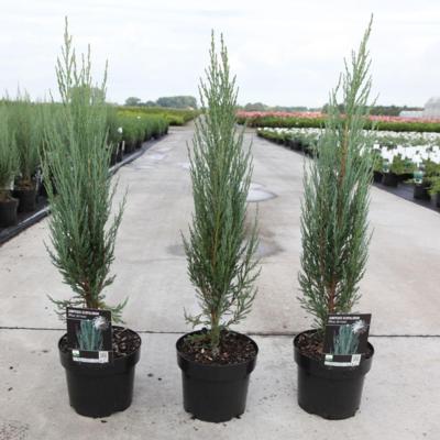 juniperus-virg-blue-arrow