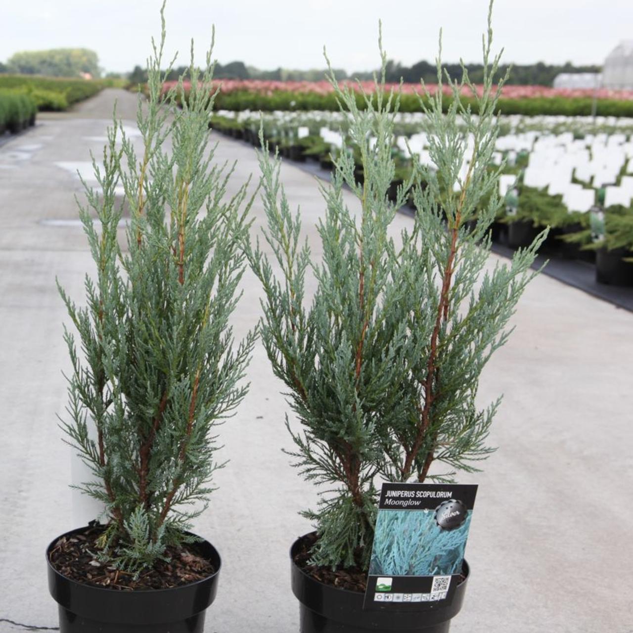 Juniperus scopulorum 'Moonglow' plant