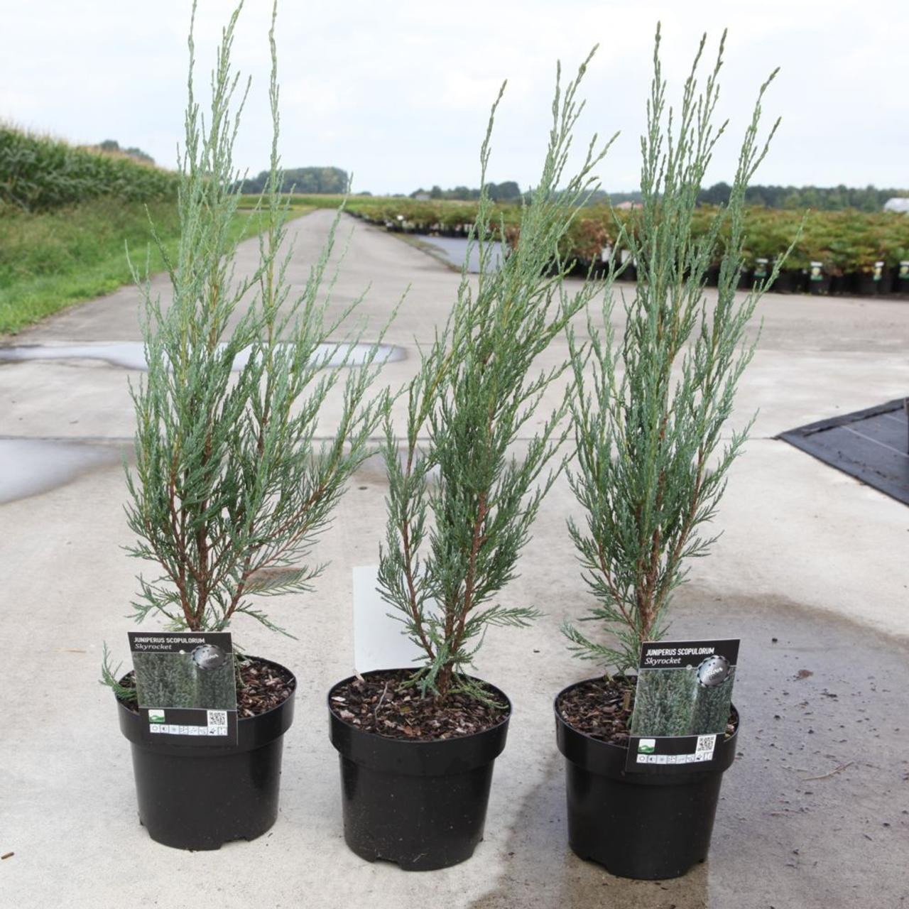 Juniperus scopulorum 'Skyrocket' plant