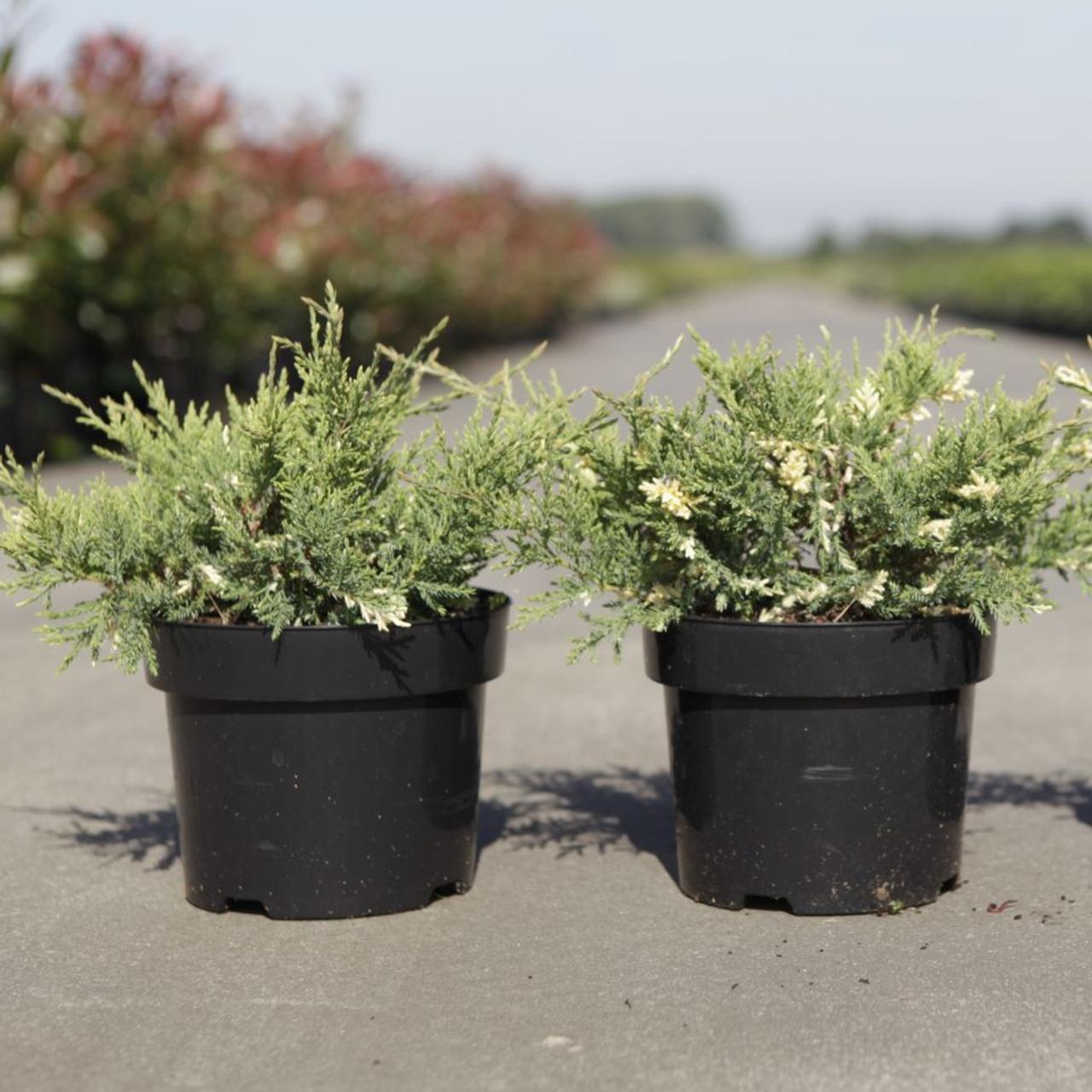 Juniperus x pfitzeriana 'White Splash' plant