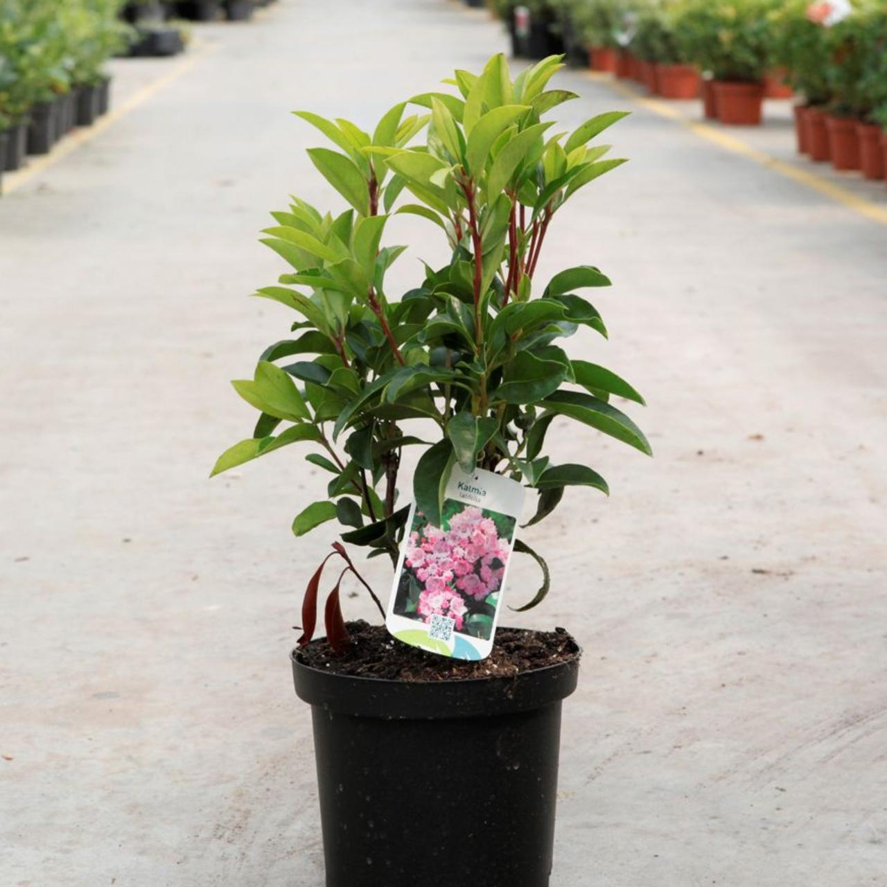 Kalmia latifolia plant