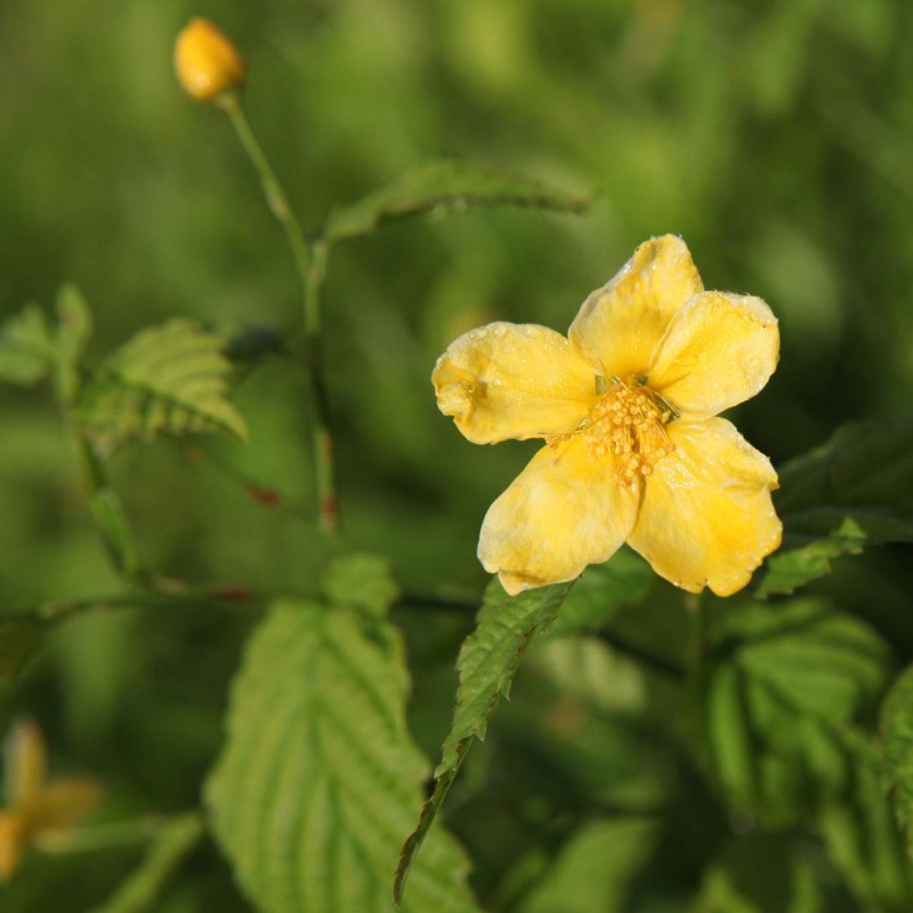 Kerria japonica 'Golden Guinea' plant