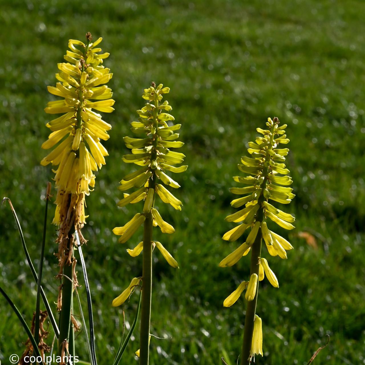 Kniphofia 'Lemon Popsicle' plant