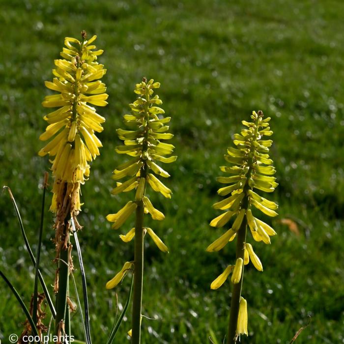 Kniphofia 'Lemon Popsicle'