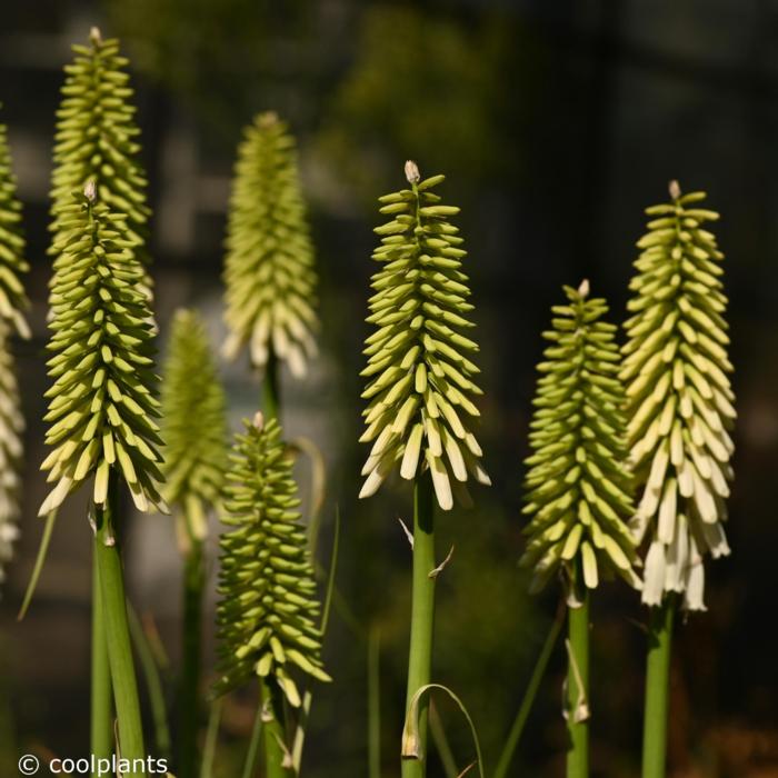 Kniphofia 'Magical Snow Torch' plant