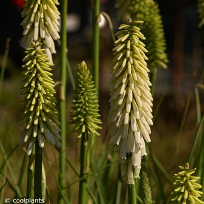 kniphofia-magical-snow-torch