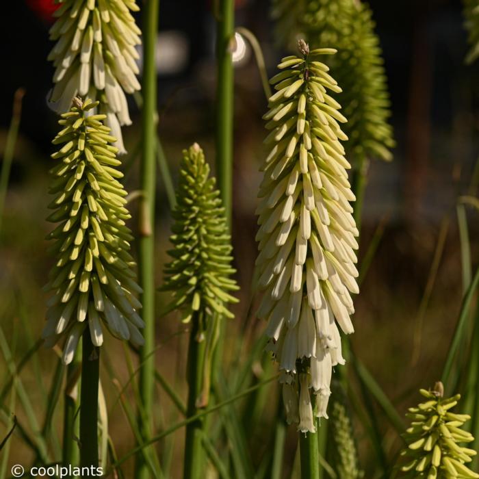 Kniphofia 'Magical Snow Torch' plant