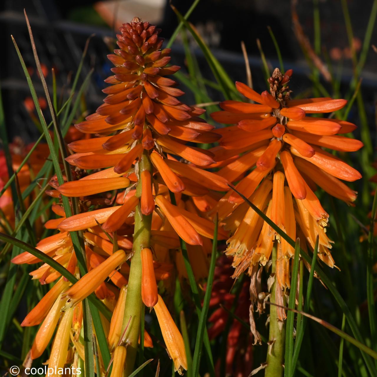 Kniphofia 'Poco Orange' plant