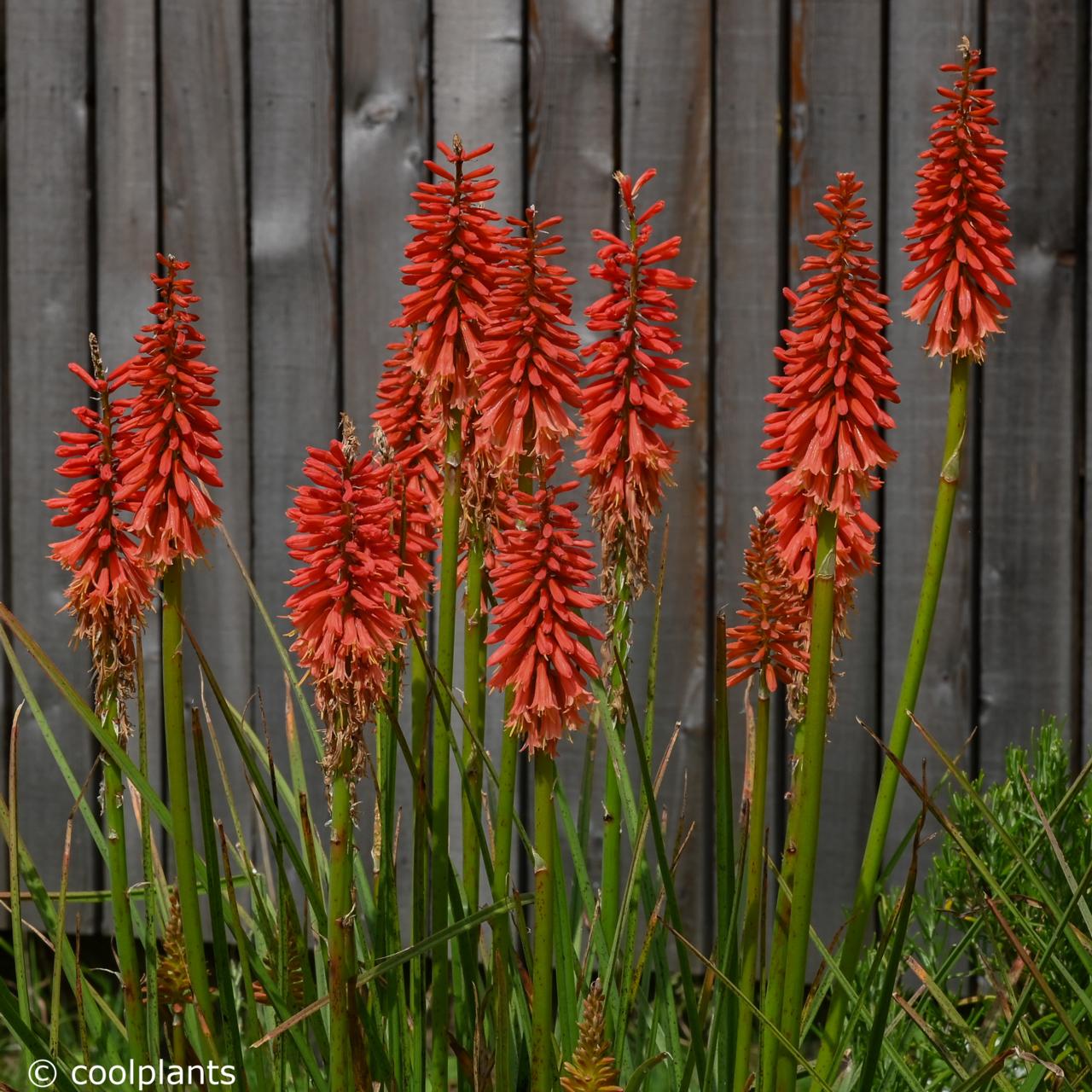 Kniphofia 'Red Hot Popsicle' plant