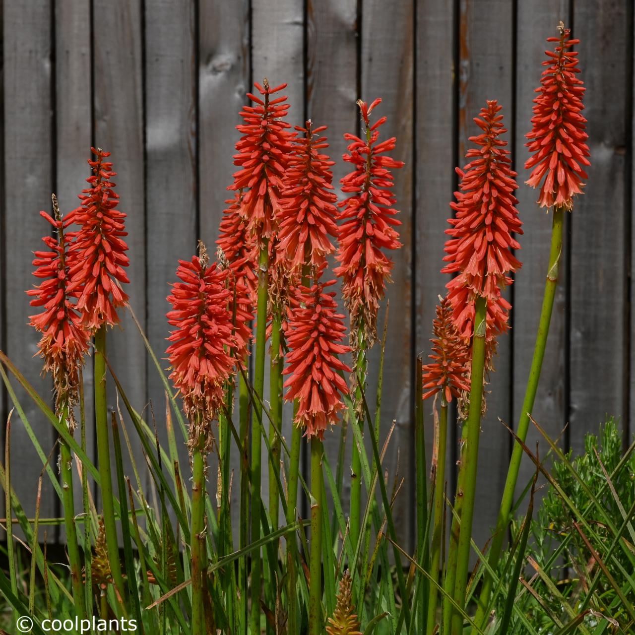 Kniphofia deals
