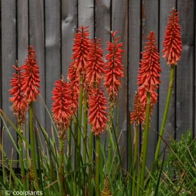 kniphofia-red-hot-popsicle