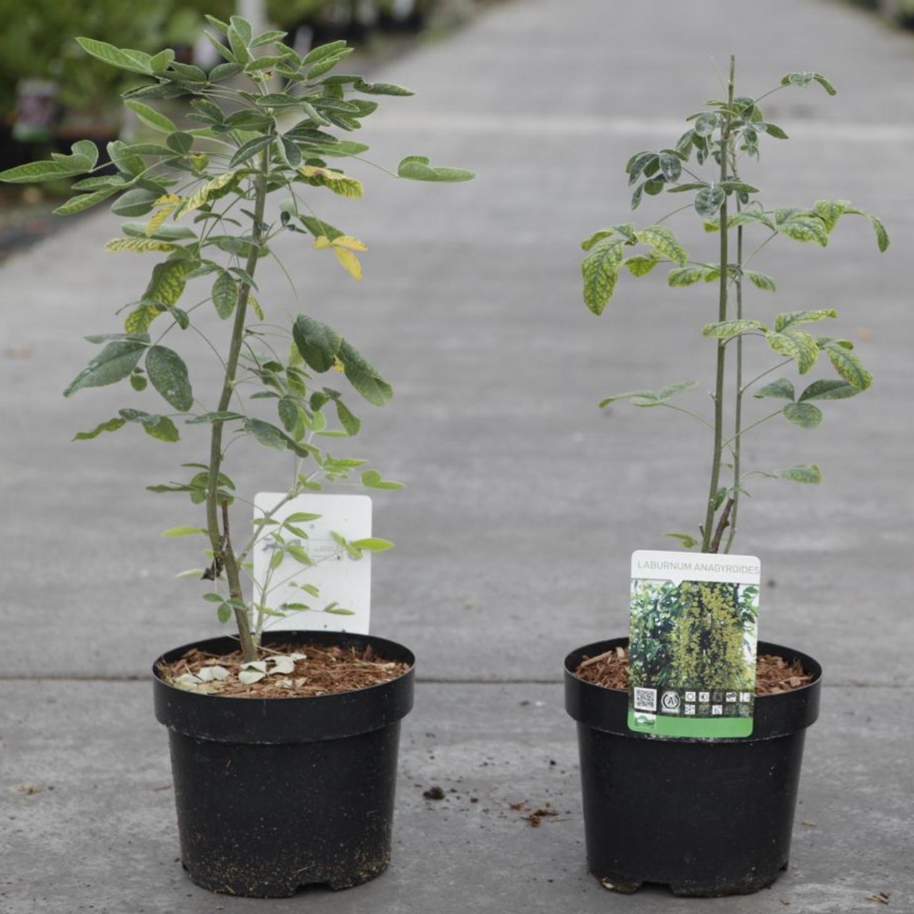 Laburnum anagyroides plant