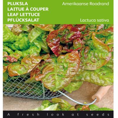 lactuca-sativa-amerikaanse-roodrand