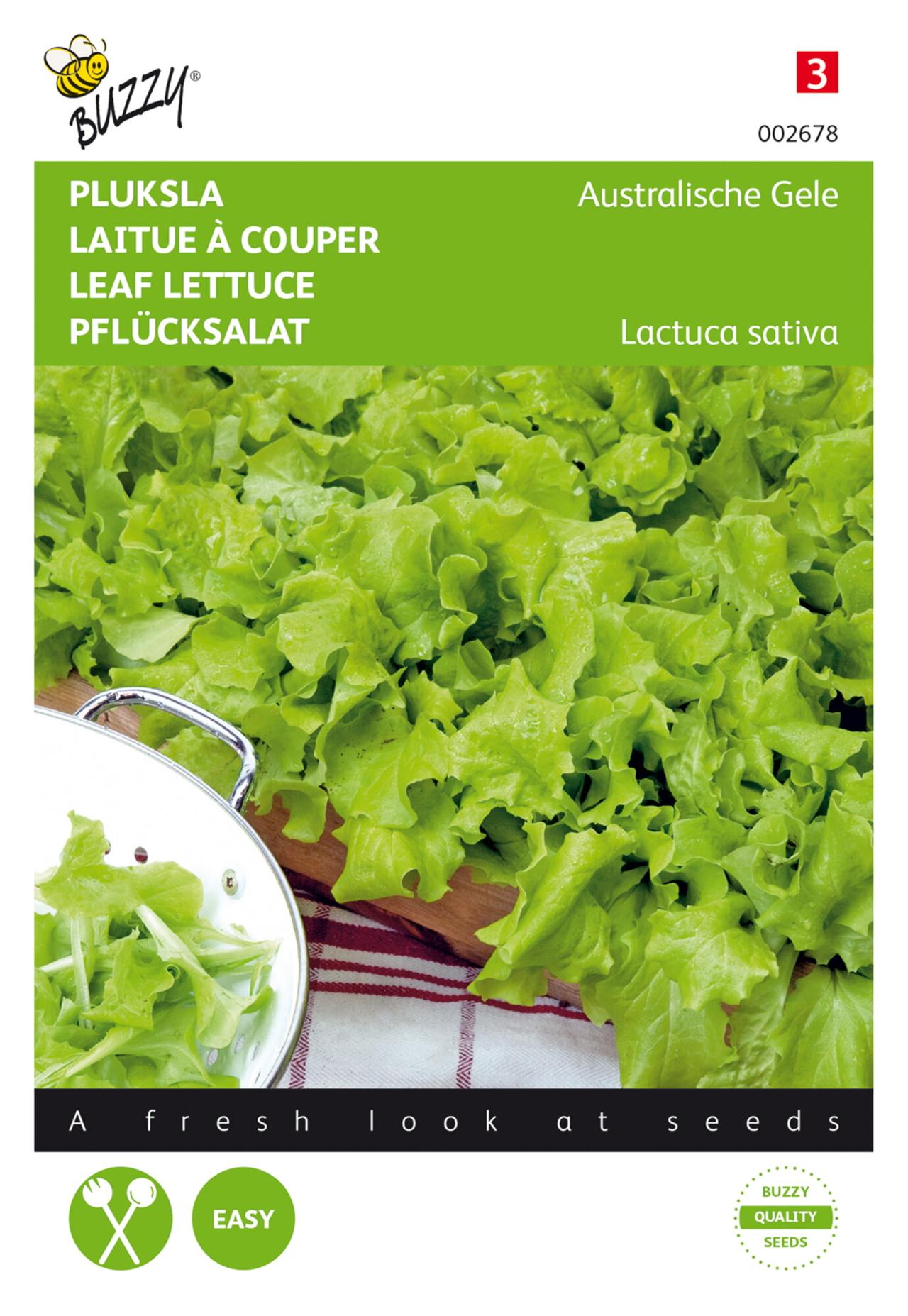 Lactuca sativa 'Australische Gele' plant