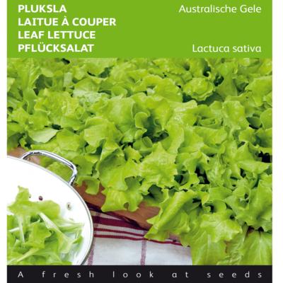 lactuca-sativa-australische-gele