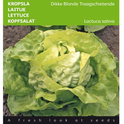 lactuca-sativa-dikke-blonde