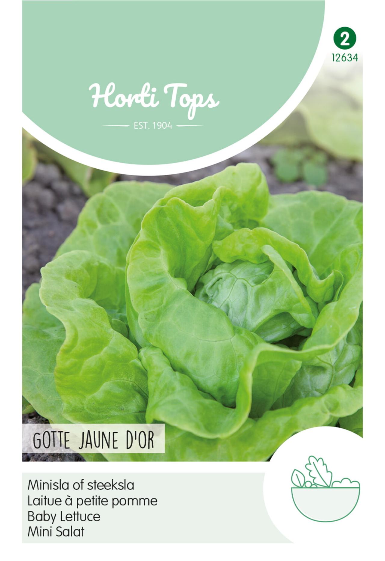 lactuca-sativa-gotte-jaune-dor Lactuca sativa 'Gotte Jaune D'Or' plant