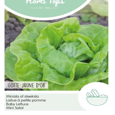 lactuca-sativa-gotte-jaune-dor