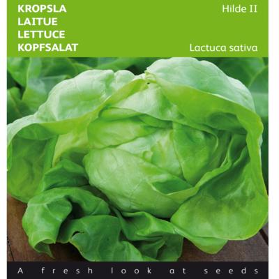 lactuca-sativa-hilde-ii