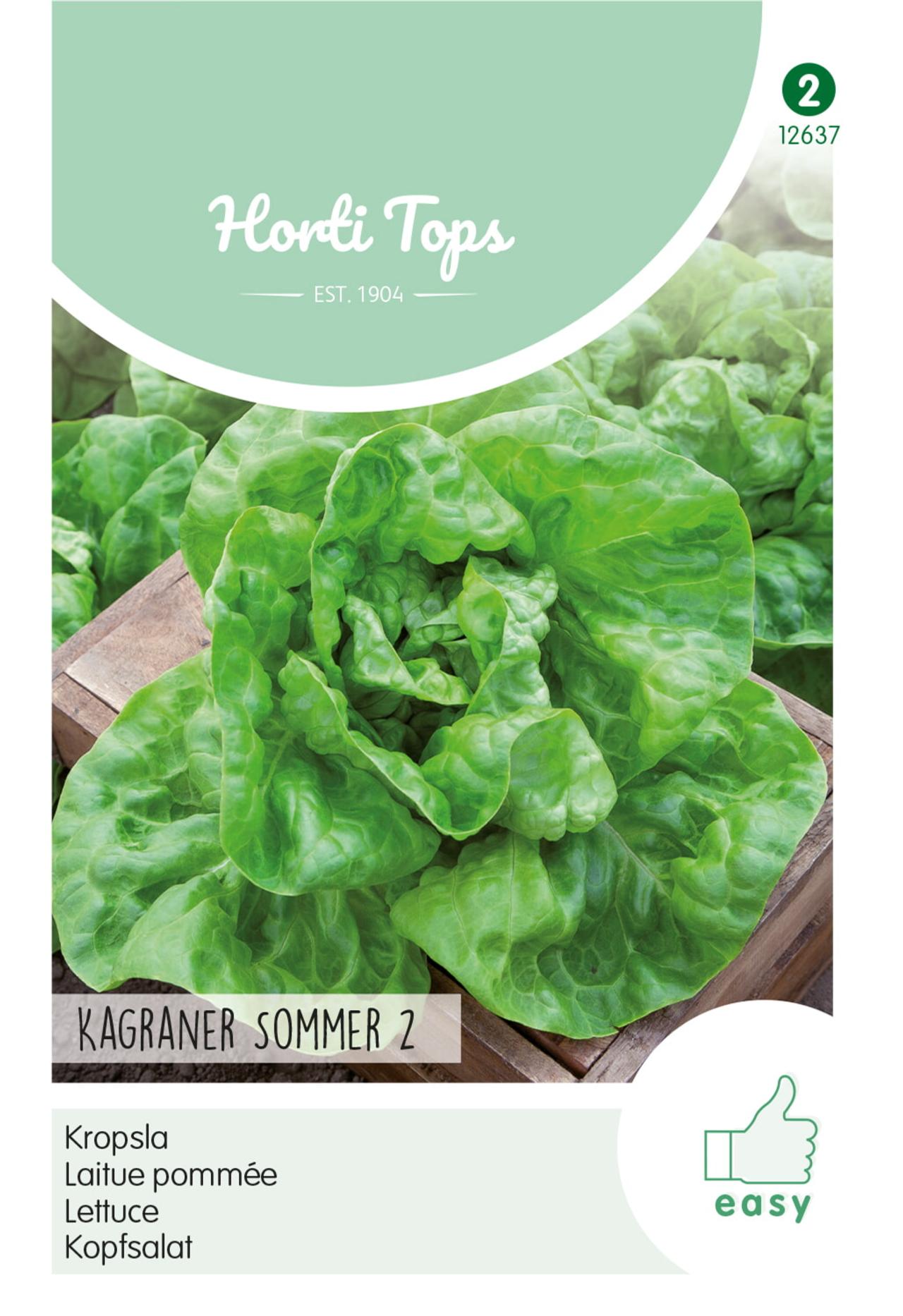 Lactuca sativa 'Kagraner Sommer 2' plant