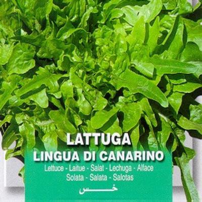 lactuca-sativa-lingua-di-canarino