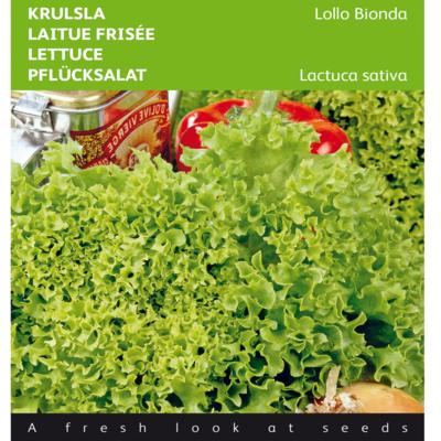 lactuca-sativa-lollo-bionda