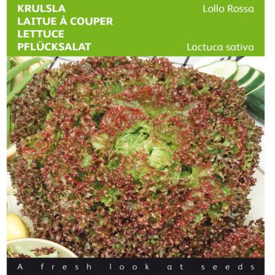 lactuca-sativa-lollo-rossa