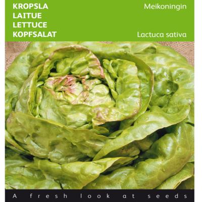 lactuca-sativa-meikoningin