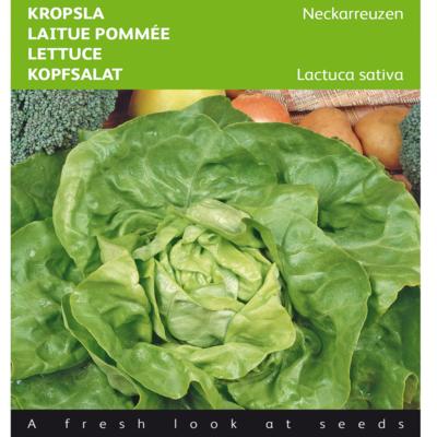 lactuca-sativa-neckarreuzen