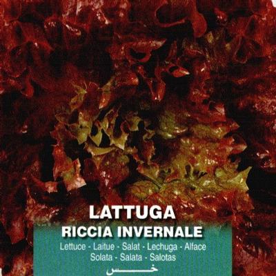 lactuca-sativa-riccia-invernale