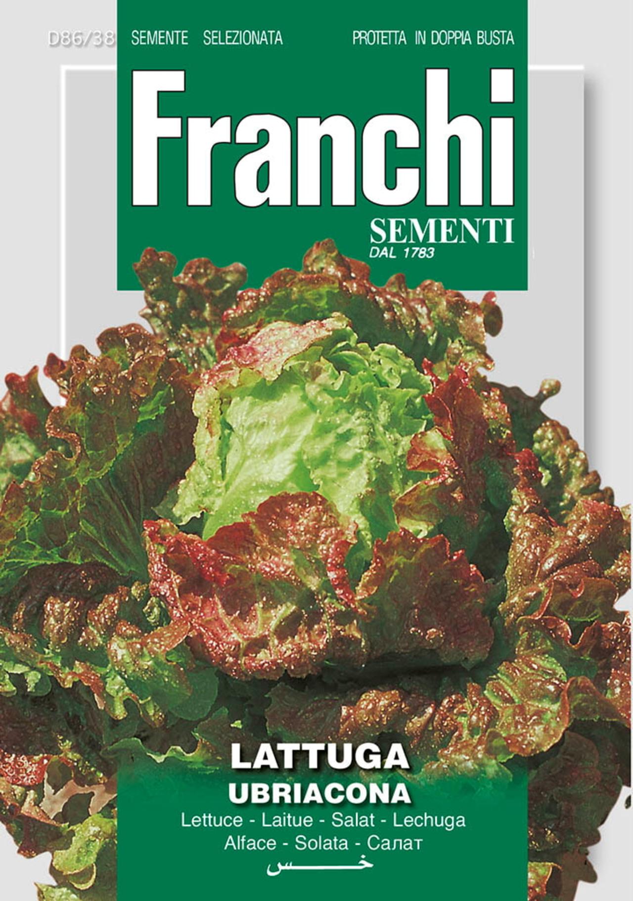 Lactuca sativa 'Ubriacona' plant