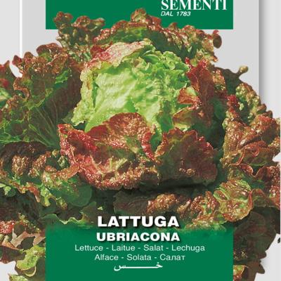 lactuca-sativa-ubriacona