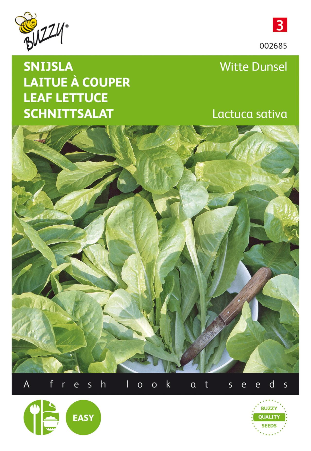 Lactuca sativa 'Witte Dunsel' plant