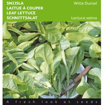 lactuca-sativa-witte-dunsel