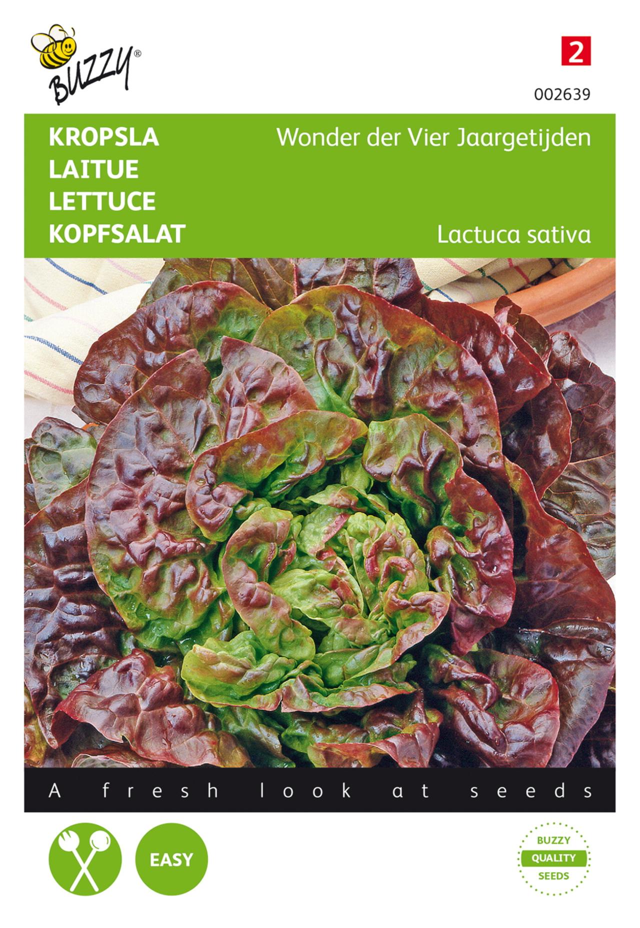 Lactuca sativa 'Wonder der Vier Jaargetijden' plant