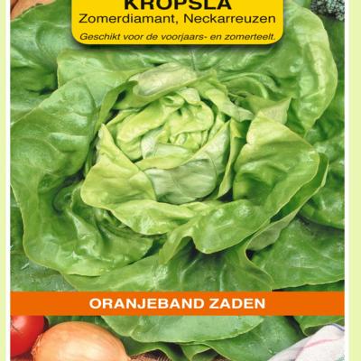 lactuca-sativa-zomerdiamant