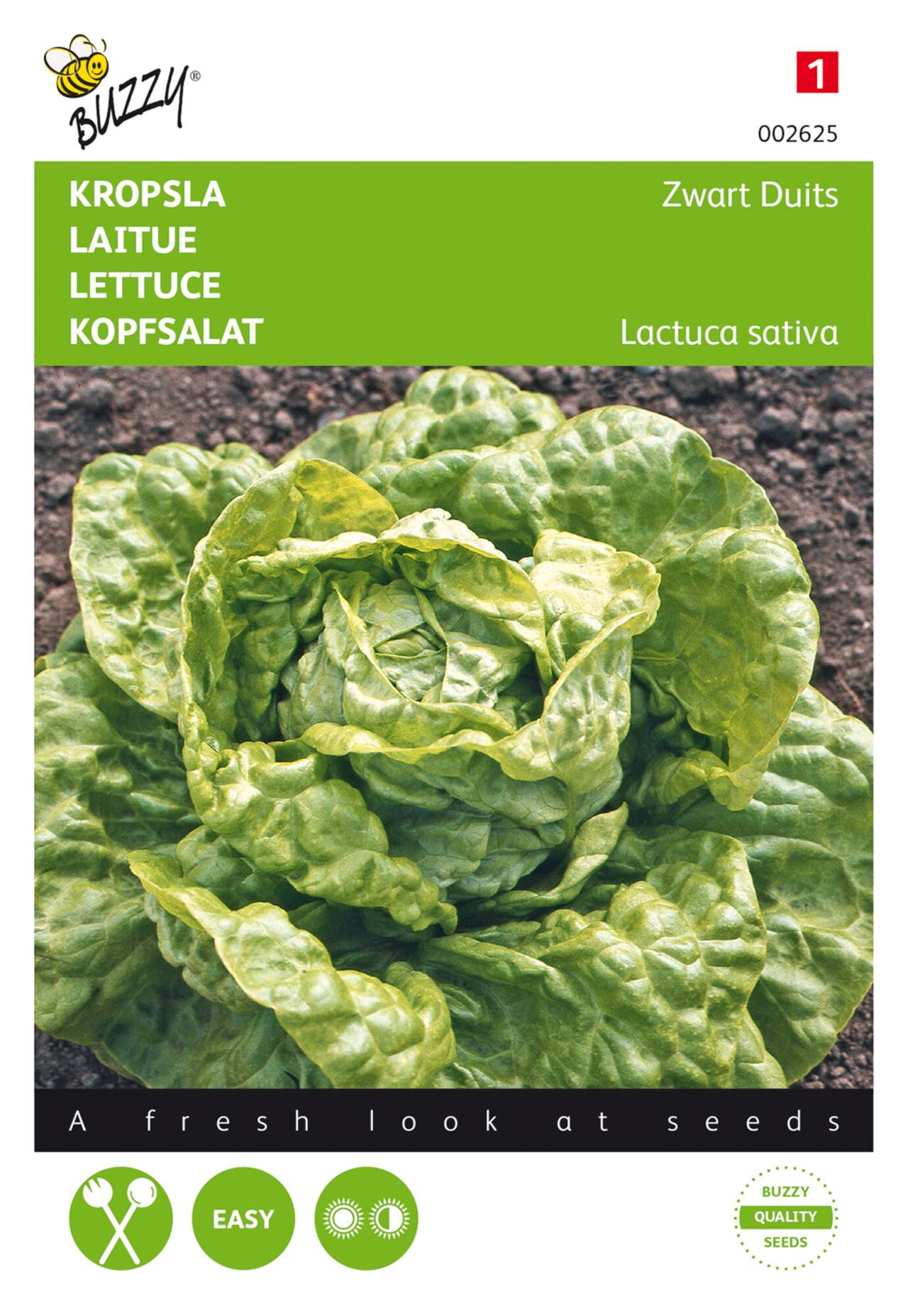 Lactuca sativa 'Zwart Duits' plant