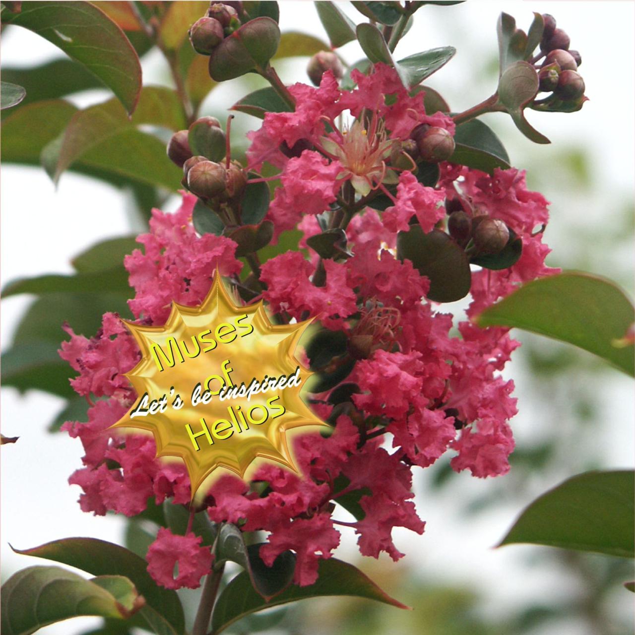 Lagerstroemia 'Beverly Rouge' plant