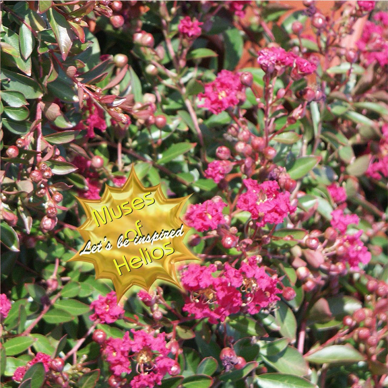 Lagerstroemia 'Houston' plant