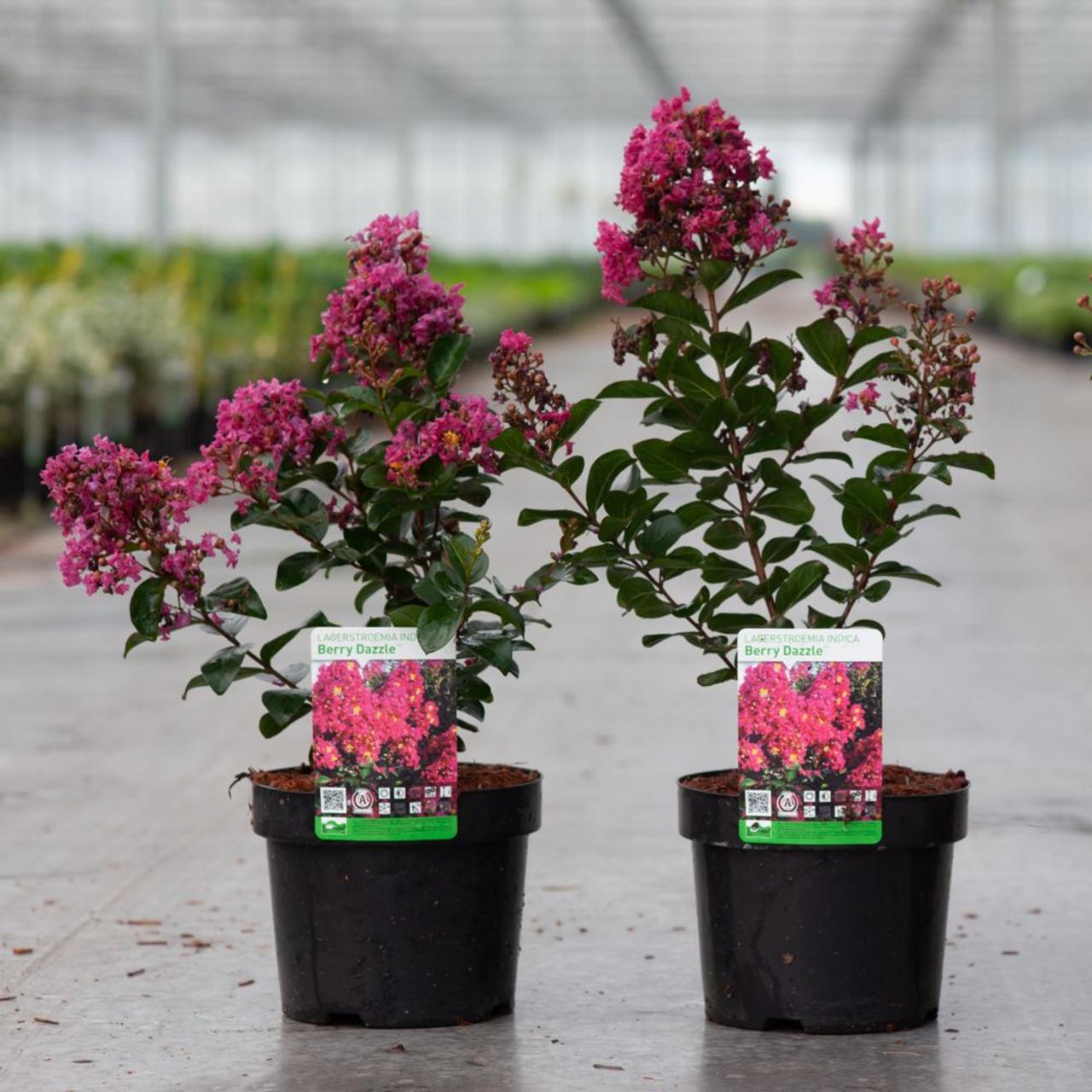 Lagerstroemia indica 'Berry Dazzle' plant