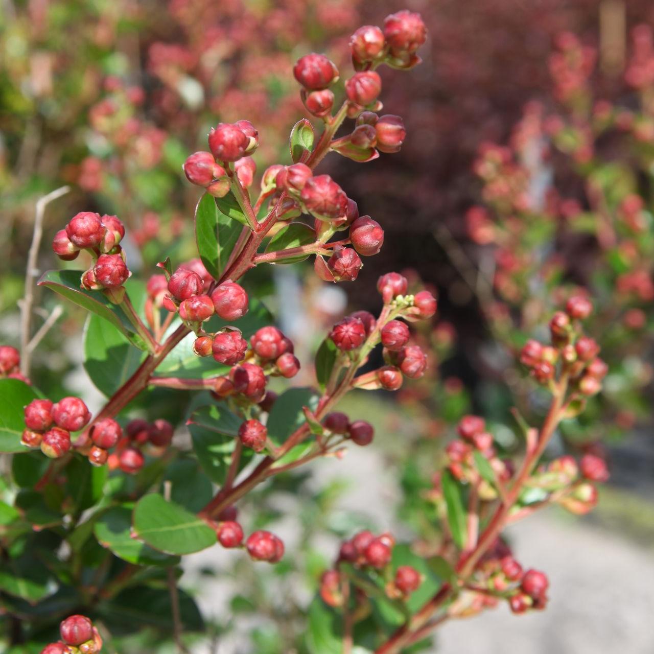 Lagerstroemia indica BRAISE D'ÉTÉ plant