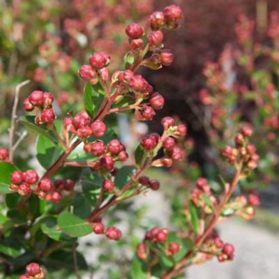 lagerstroemia-indica-braise-diti