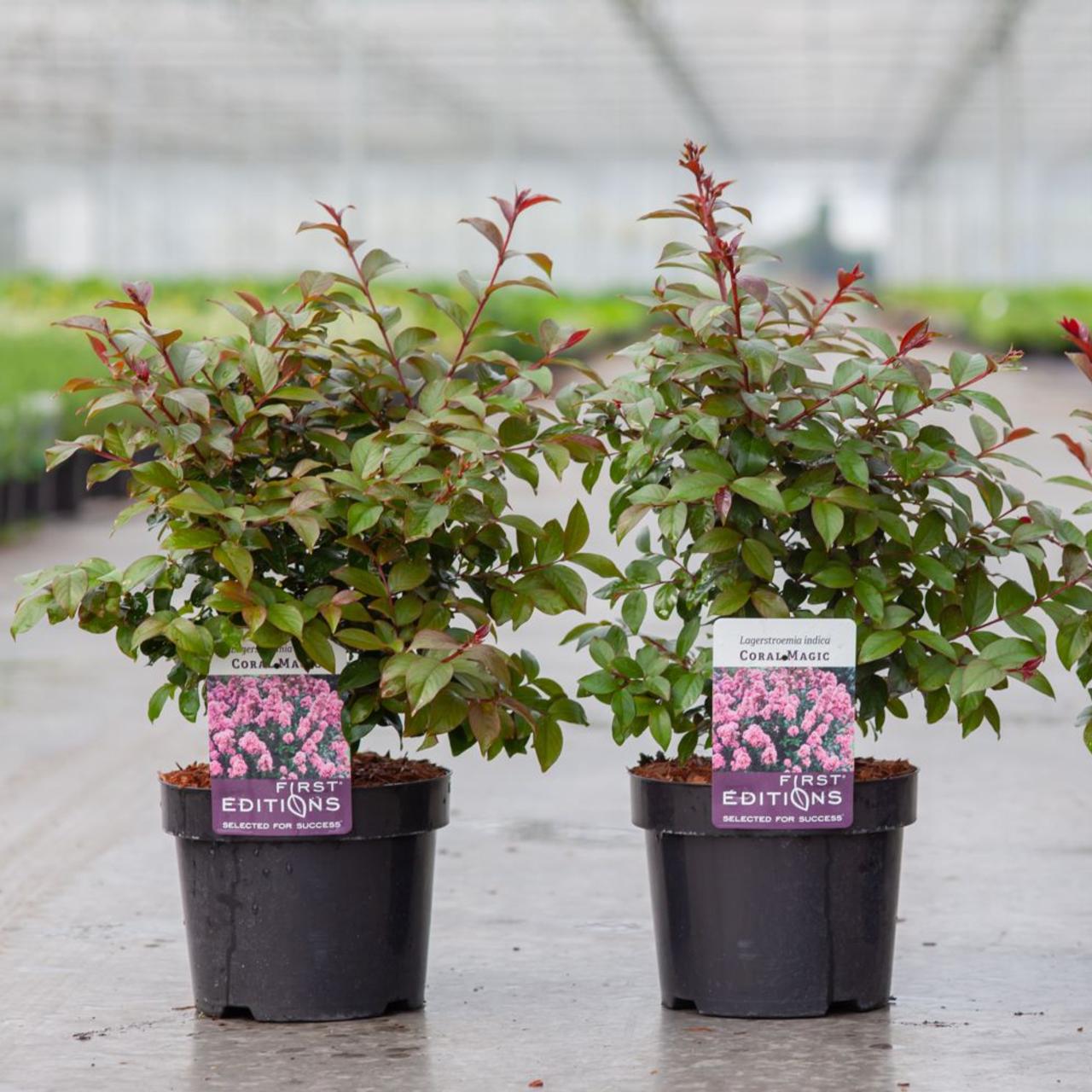 Lagerstroemia indica 'CORAL MAGIC' plant